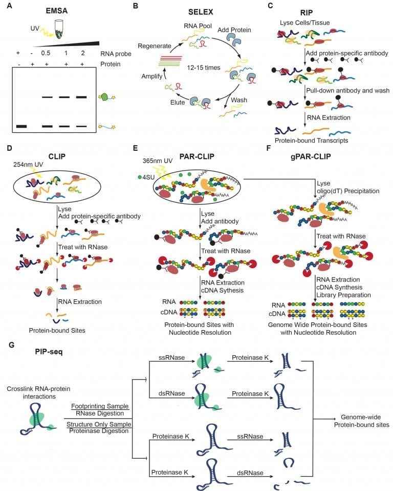 RNA Structure Binding And Coordination In Arabidopsis Advanced