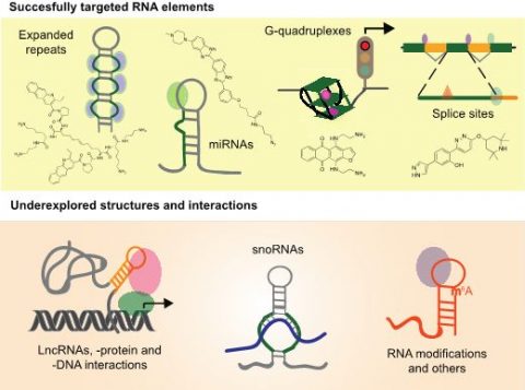 Targeting Rna In Mammalian Systems With Small Molecules Advanced