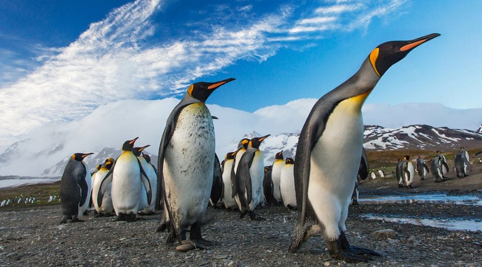 Scientists Discover New Penguin Colonies From Space Advanced Science News