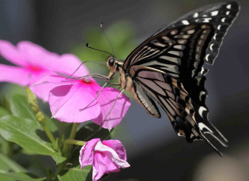 Lunchtime! How Butterflies And Moths Discover Their Food Sources 