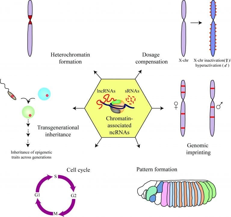 Chromatin Associated Non Coding Rnas In Development And Inheritance Advanced Science News 2142