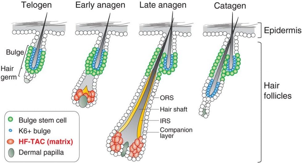 Emerging Roles of Transit-Amplifying Cells in Tissue Regeneration and ...