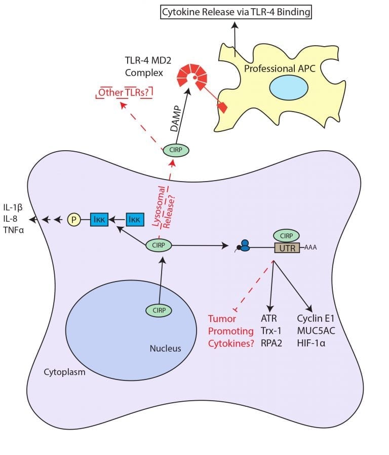 Cyp1b1 Gene Expression Across Diverse Normal Human Tissues The Source