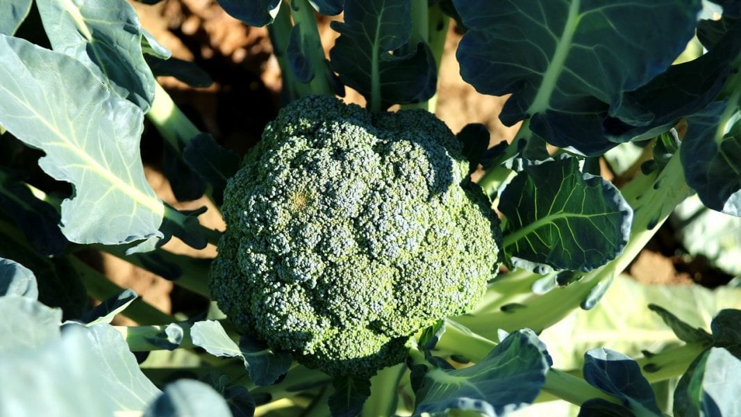 UV Responsive Bio-based Broccoli from News - Oil Advanced Science Polymer Seed