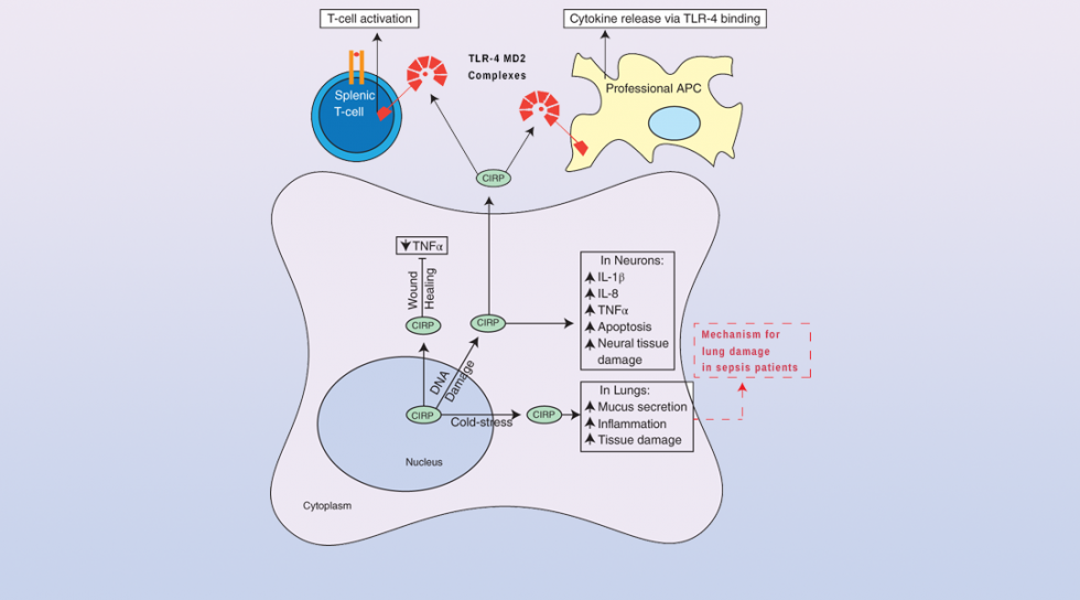 Cold-Inducible RNA Binding Protein in Cancer and Inflammation ...