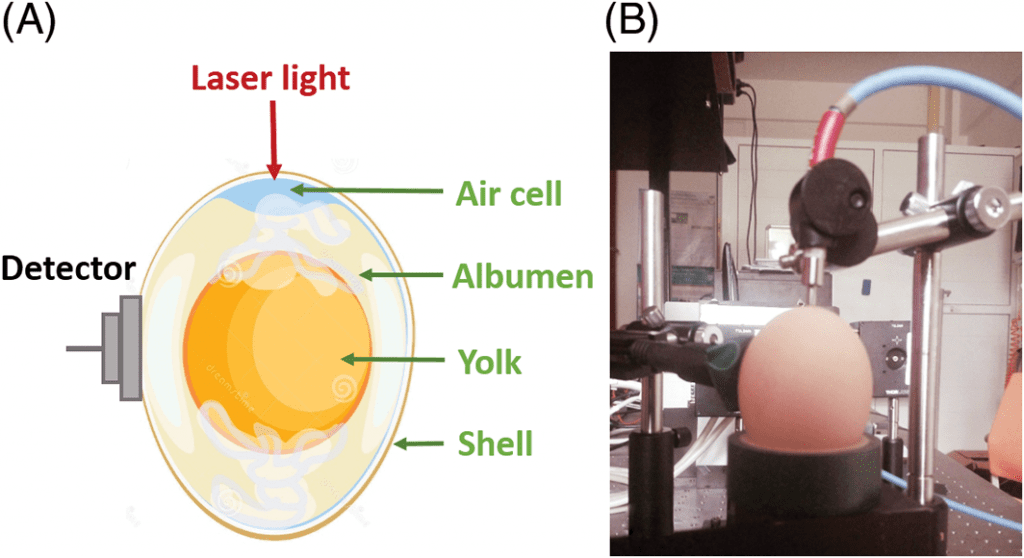 Laser Spectroscopy Diagnoses Freshness and Fertilization of Hen Egg