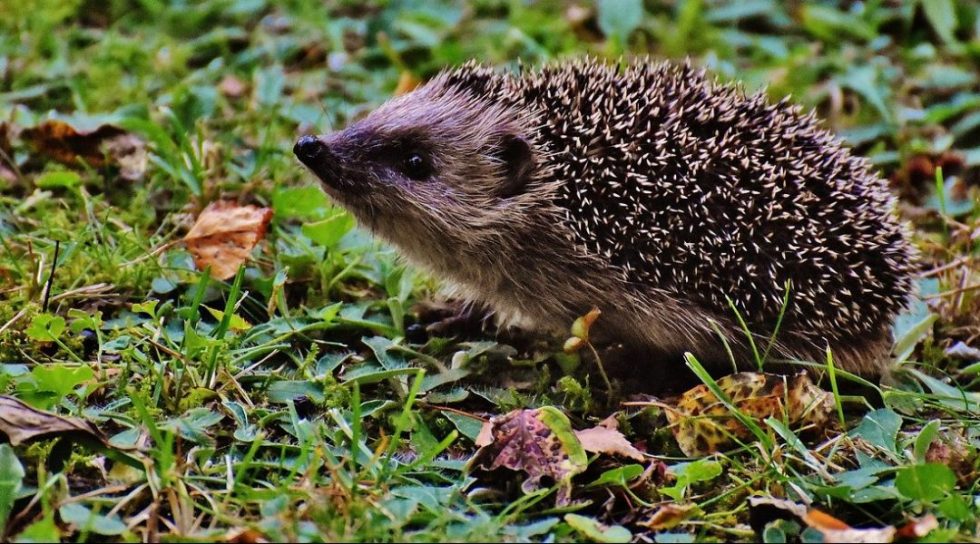 Copper Nanowire Hedgehogs: Nature-Inspired SERS Substrates - Advanced ...