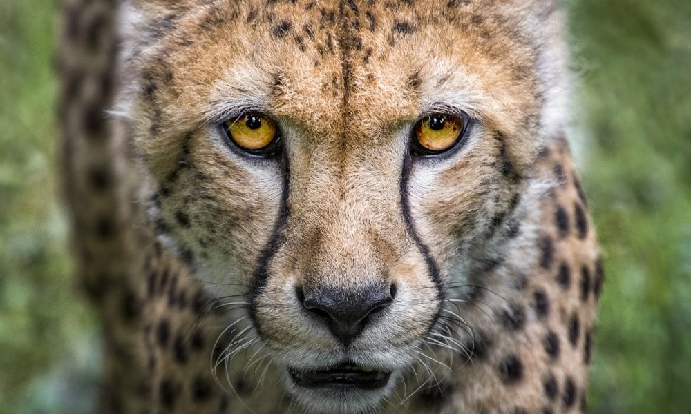 spotless cheetah