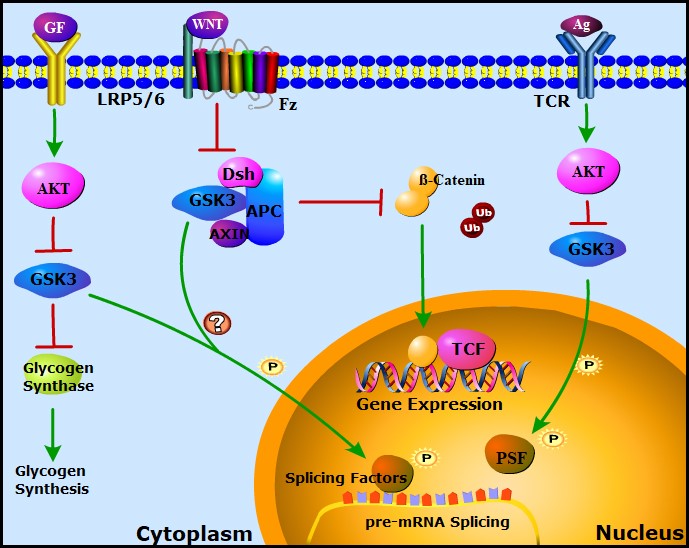 Glycogen Synthase Kinase-3 and Alternative Splicing - Advanced Science News