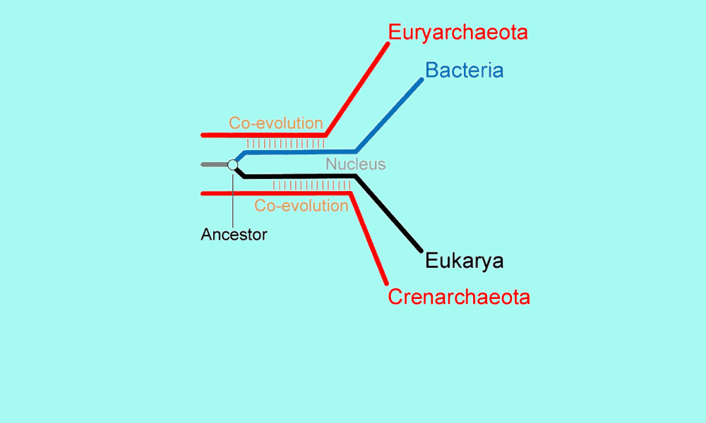 3 domain hypothesis