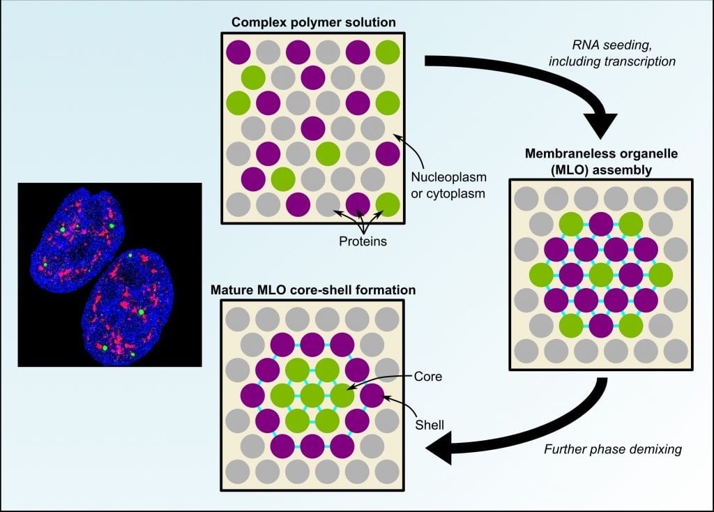 Membraneless Nuclear Organelles And The Search For Phases Within Phases ...