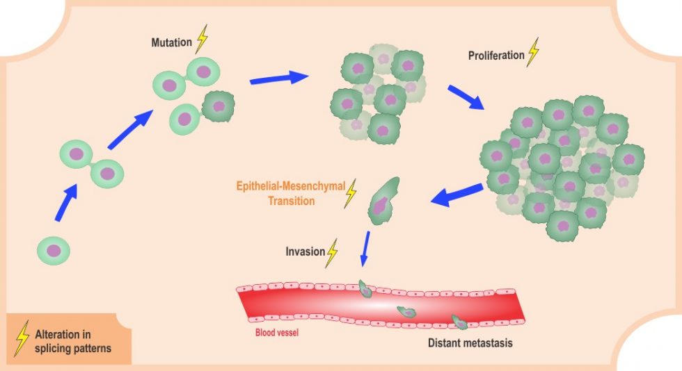 Rna And Cancer Biology Advanced Science News 