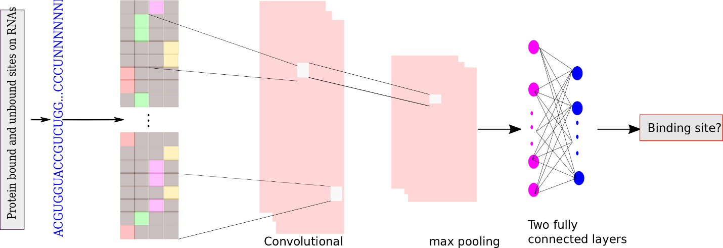 Deep Learning For RNA-Protein Interaction Prediction - Advanced Science ...