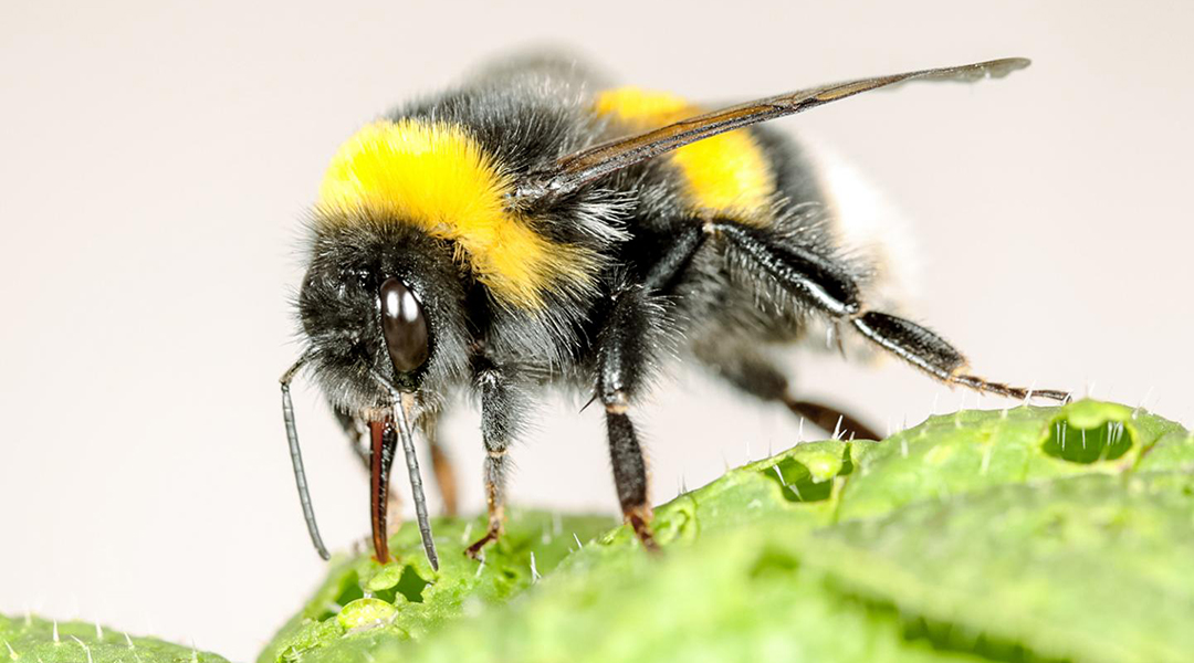 Hungry bumble bees make plants flower early by cutting holes in their  leaves, Science