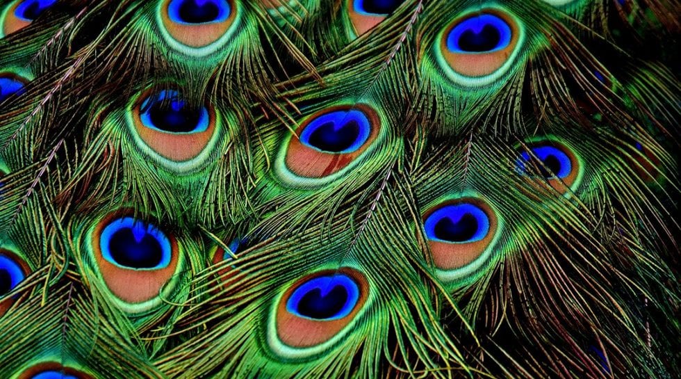 Pretty like a peacock: Graphene-based smart sensors - Advanced Science News