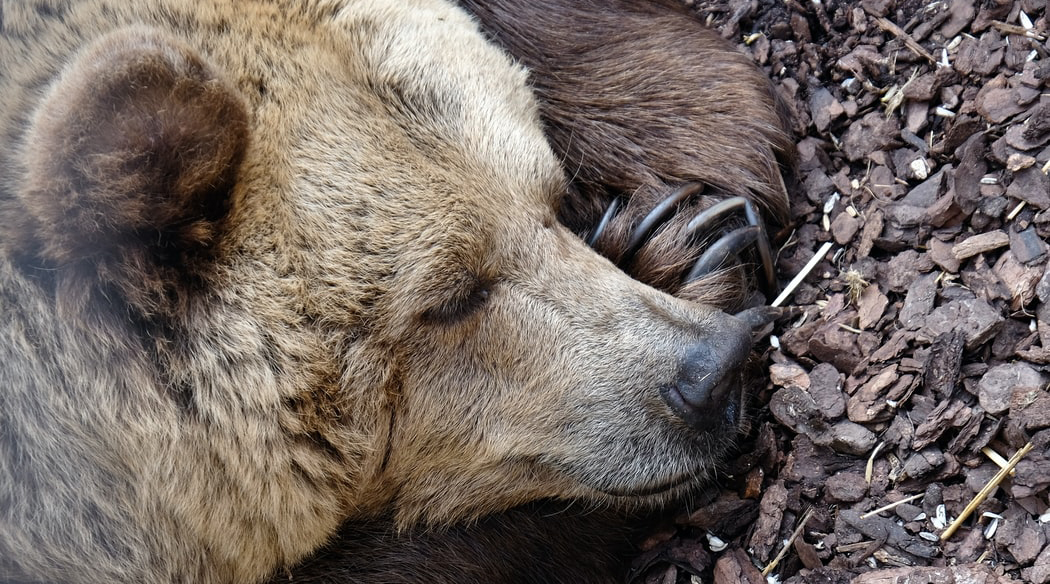 Hibernation Not Only For The Bears Advanced Science News