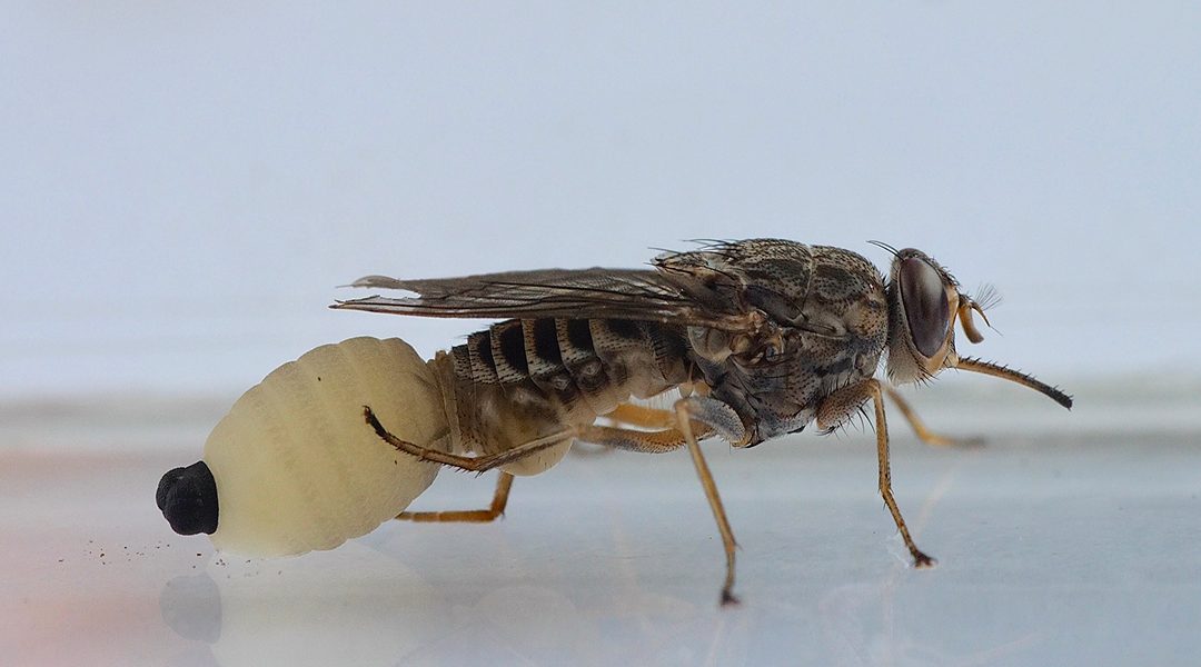 Meet the tsetse fly, the supermom of the insect world - Advanced Science  News