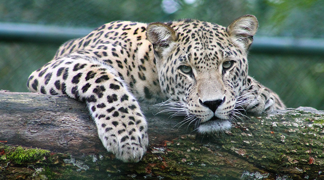 Detailed study of leopard genome finds surprising levels of