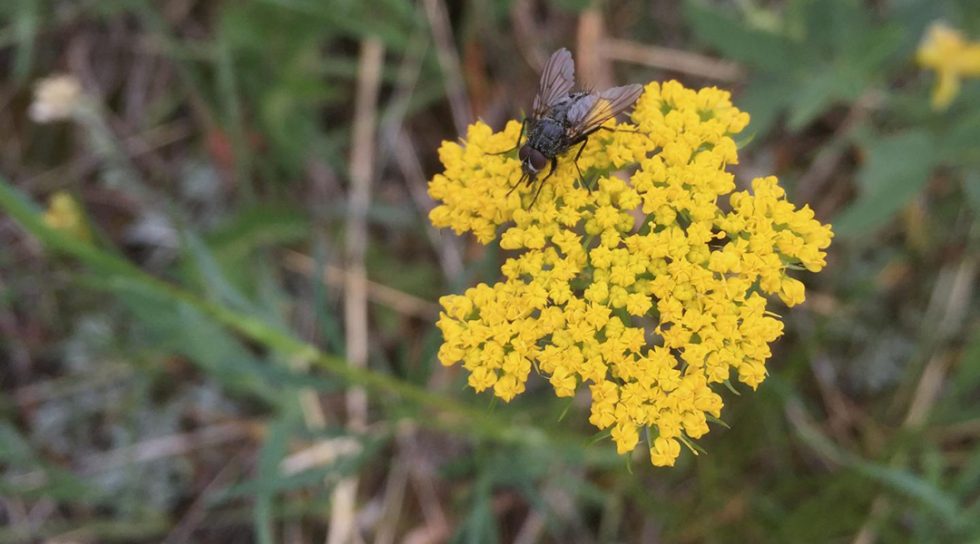 Common plants and pollinators act as anchors for ecosystems - Advanced ...