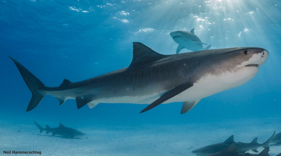 Tiger shark migration altered by ocean warming - Advanced Science News