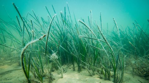 Sea meadows could help save coasts from erosion - Advanced Science News