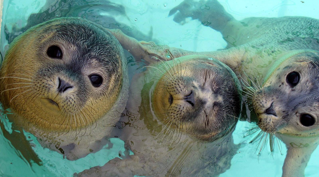 How “wavy” whiskers help seals detect faraway prey - Advanced