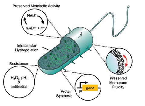 Scientists create cyborg bacteria - Advanced Science News