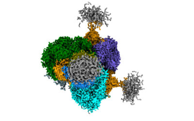 Antibodies from llamas bring scientists closer to an HIV treatment