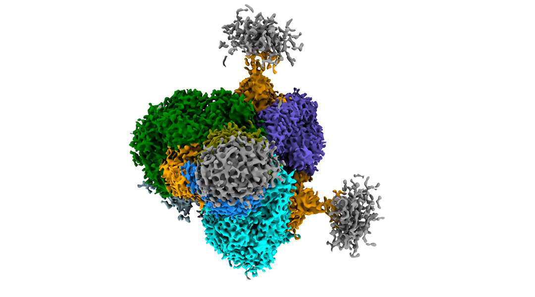 A hybrid antibody from llamas to treat HIV-1.