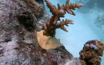 An eco-friendly putty made from vegetable oil boosts coral reef recovery