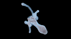 Image of a hydra on a black background.