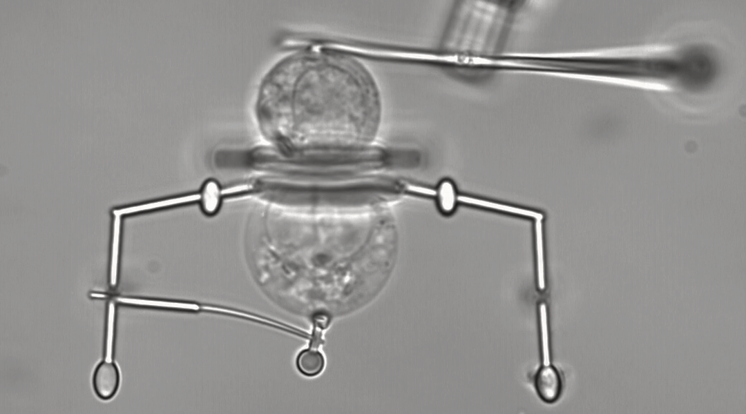 Tiny robots with a big impact: Scientists develop microrobots for single-cell handling