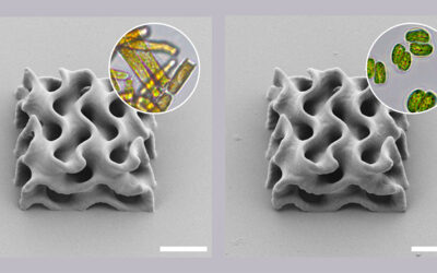 3D printing goes “green” with microalgae ink