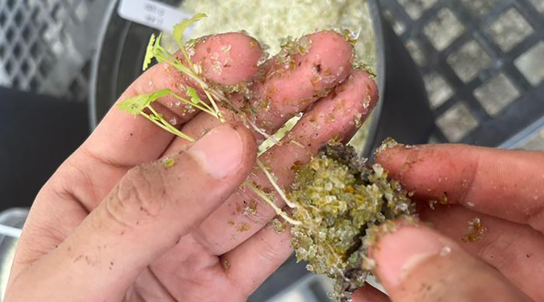 A plant grown in glass sand.