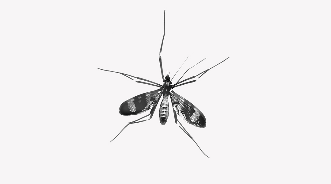 Image of a mosquito.