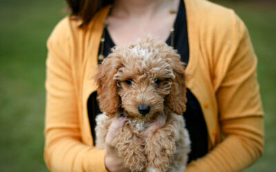 New study reveals aligned brain waves strengthen the bond between humans and dogs