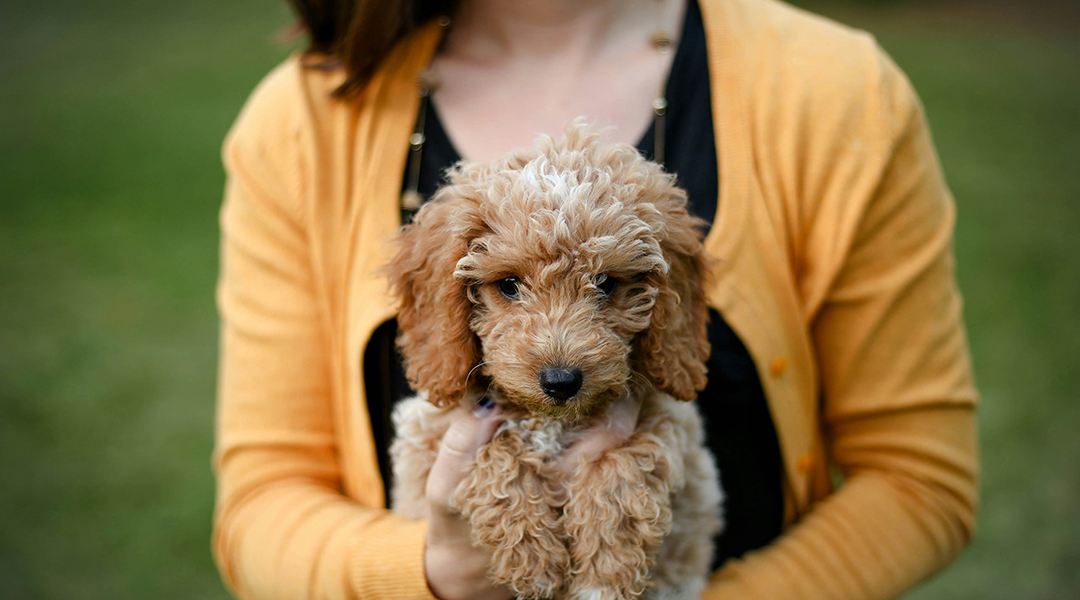 A puppy held in someone's arms.