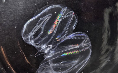 Fused comb jellies share their secrets of regeneration