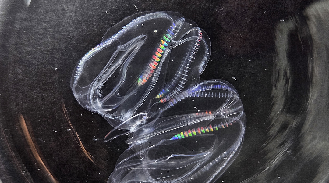 Two fused comb jellies.