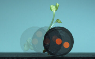 A robot made from radish sprouts and the rise of plant-based machines