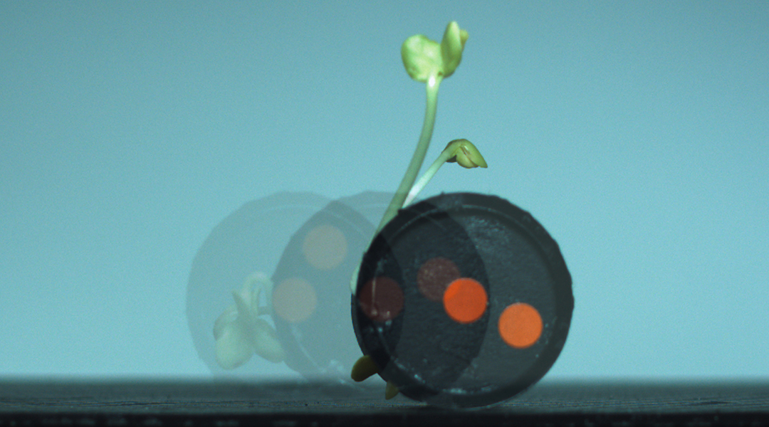 A robot made from radish sprouts and the rise of plant-based machines