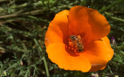 Honey bees boost crop pollination, but at a cost to wild bees