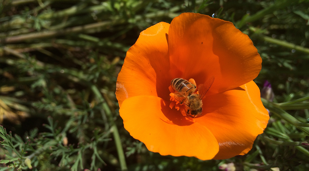 A honey bee collecting pollen from a flower.