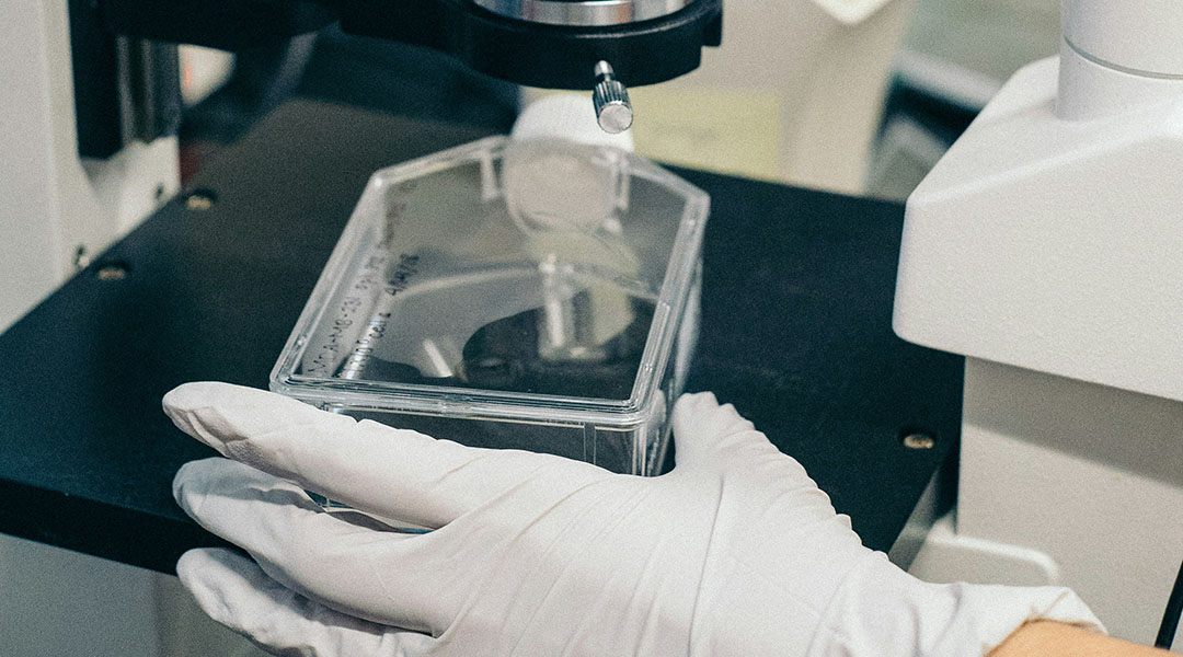 A gloved hand looking at a cell culture under a microscope.