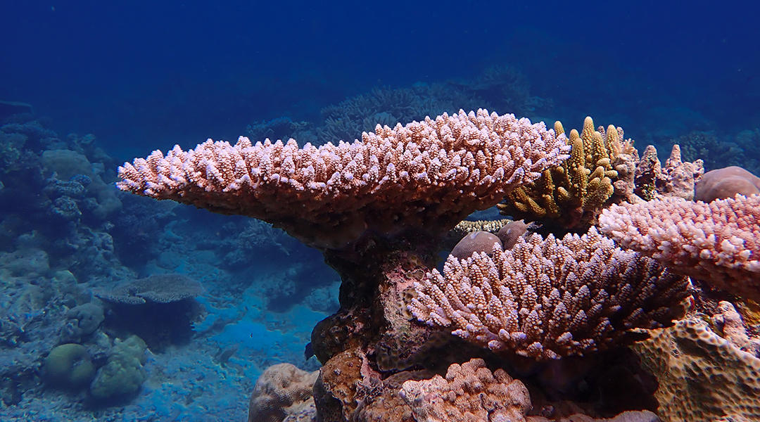 Can coral evolution keep pace with climate change?