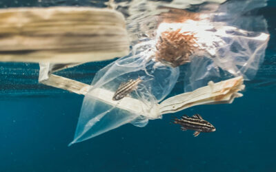 New plastic material fully degrades in the ocean