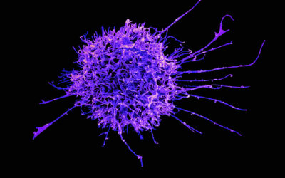 What immune cells eat can determine how well they do their job