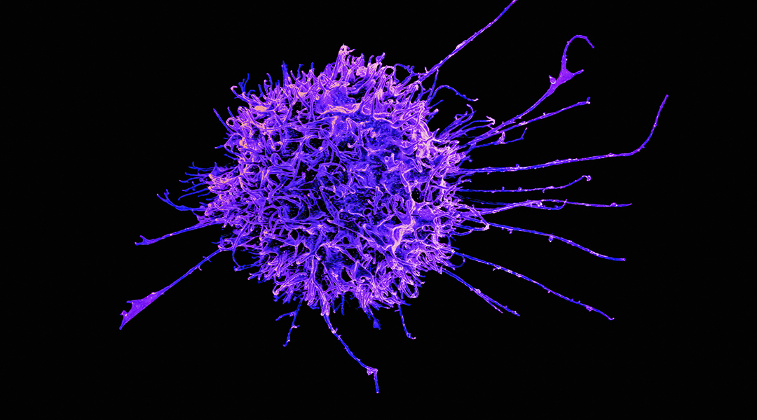 Image of an immune cell.