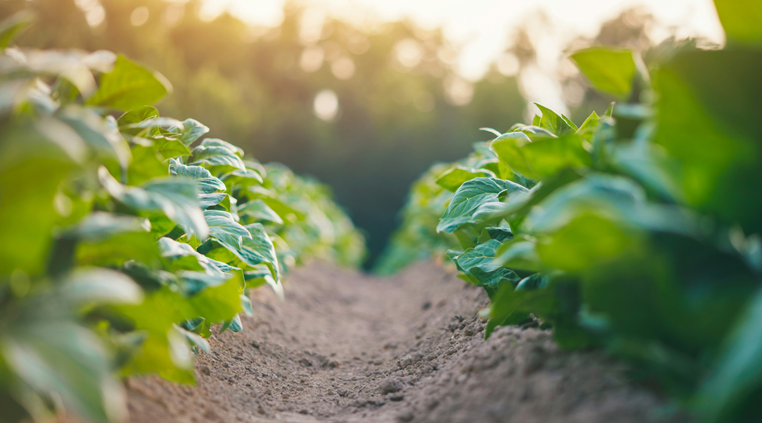 A field of crops at sunset.