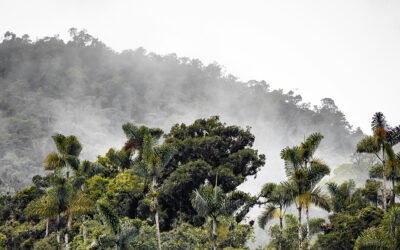 Scientists identify the driver behind a mysterious particle cloud over the Amazon